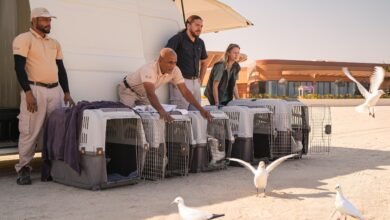 "بيئة ومحميات الشارقة" تُطلق 46 طائرًا بحريًا متعافيًا ضمن برنامج الاستجابة لجنوح الحياة البحرية