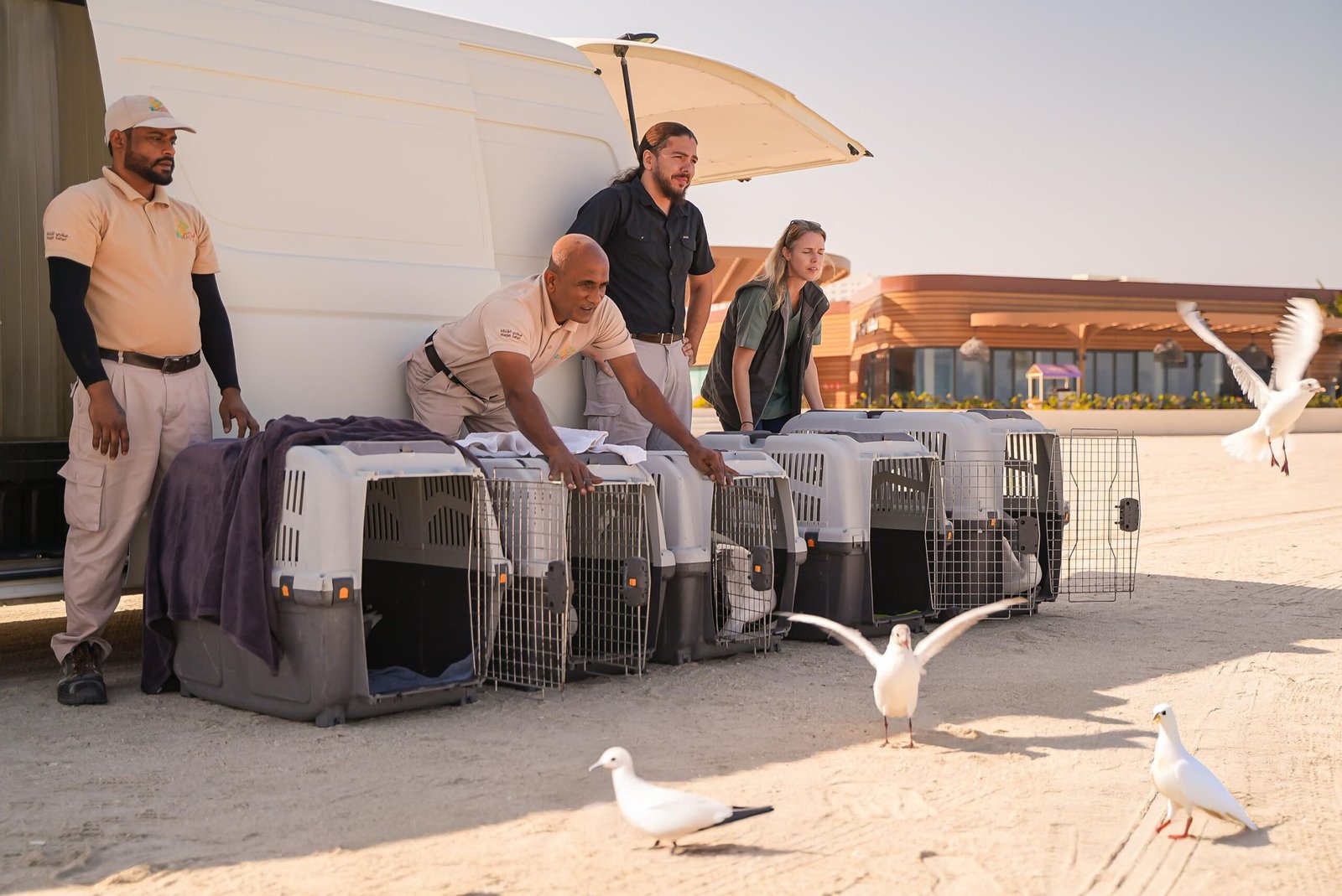 "بيئة ومحميات الشارقة" تُطلق 46 طائرًا بحريًا متعافيًا ضمن برنامج الاستجابة لجنوح الحياة البحرية