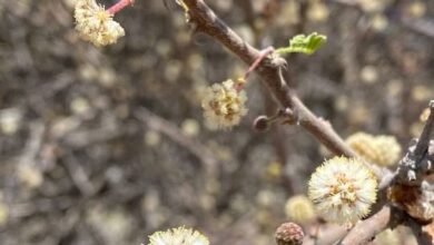 بعد غد الخميس..بداية فصل الربيع بالدولة