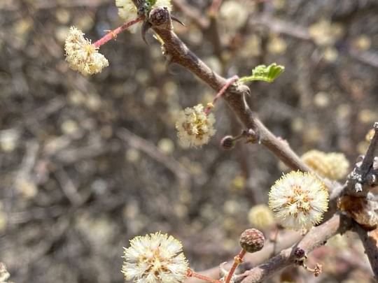 بعد غد الخميس..بداية فصل الربيع بالدولة 1 بعد غد الخميس..بداية فصل الربيع بالدولة