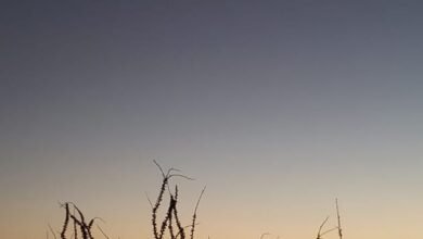 الزهرة ينتقل من كوكب صباحي إلى مسائي منتصف مارس