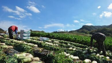 صادرات كوريا من المواد الغذائية والمنتجات الزراعية تسجل مستوى قياسيا جديدا