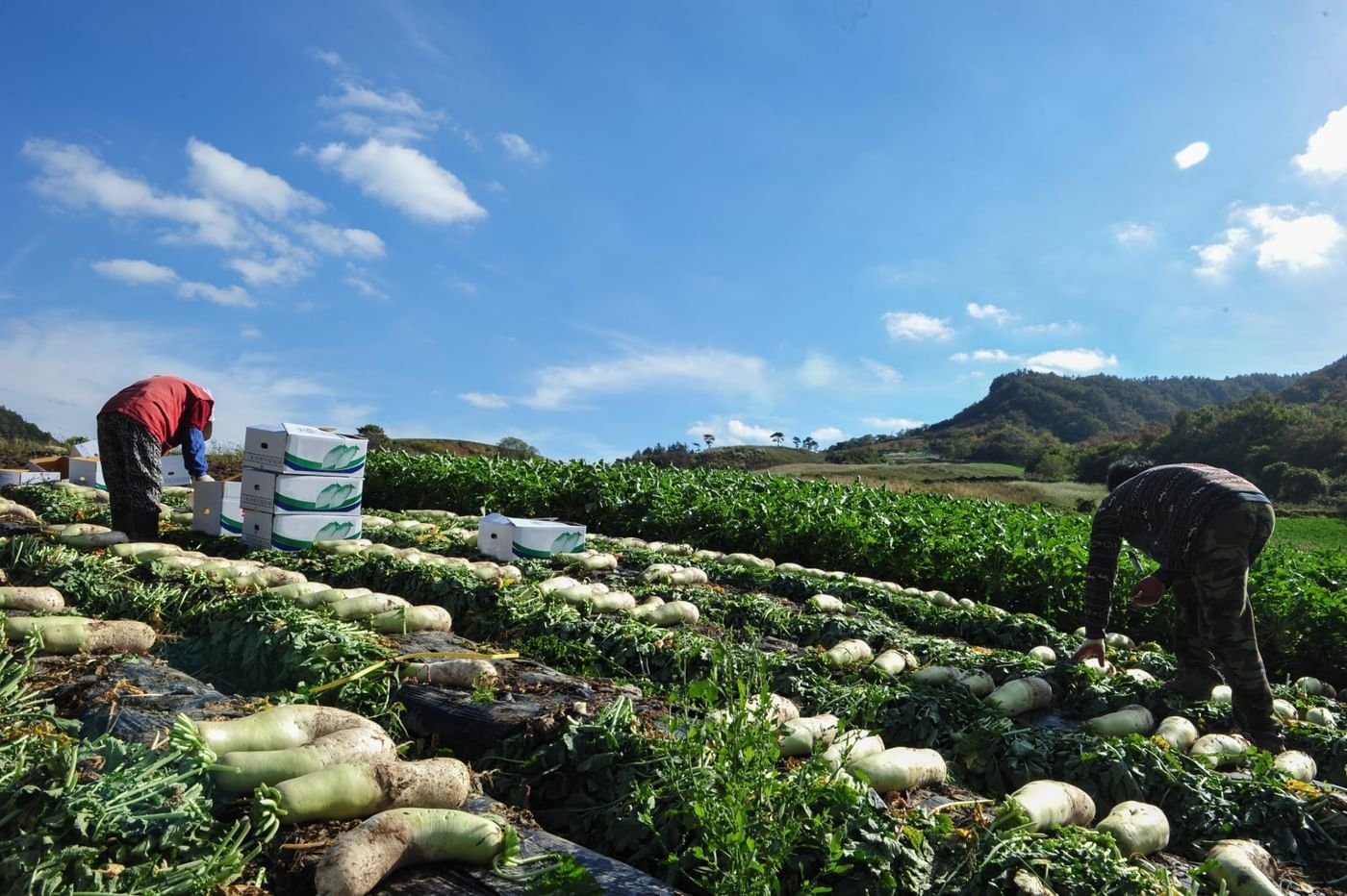 صادرات كوريا من المواد الغذائية والمنتجات الزراعية تسجل مستوى قياسيا جديدا