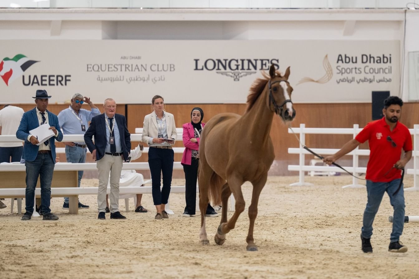 13 منافسة دولية في كأس رئيس الدولة لقفز الحواجز 1 13 منافسة دولية في كأس رئيس الدولة لقفز الحواجز