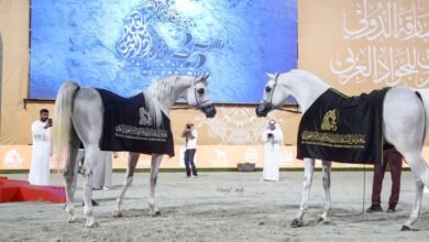 مربط دبي يحصد 5 كؤوس ملونة في ختام مهرجان الشارقة للجواد