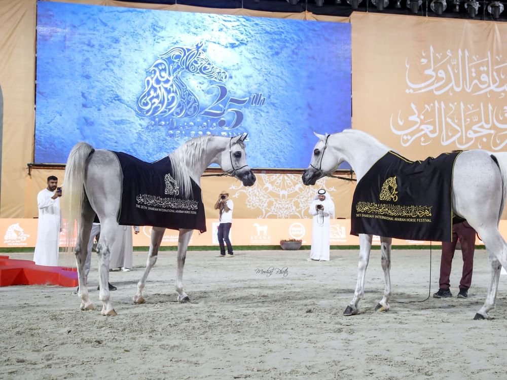 مربط دبي يحصد 5 كؤوس ملونة في ختام مهرجان الشارقة للجواد