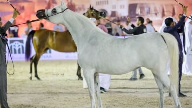 برعاية منصور بن زايد .. البحرين تستضيف البطولة الثانية لكأس الإمارات العالمي لجمال الخيل العربية