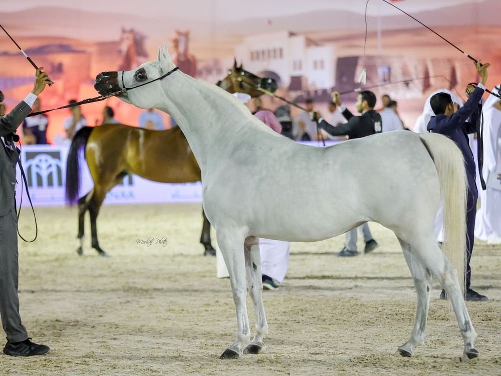 برعاية منصور بن زايد .. البحرين تستضيف البطولة الثانية لكأس الإمارات العالمي لجمال الخيل العربية