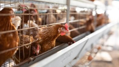 البرازيل تؤكد تفشي إنفلونزا الطيور في مزرعة لتجارة الدواجن