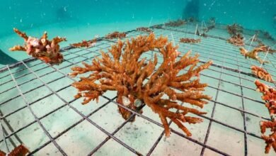 الإمارات... مبادرات رائدة لحماية الشعاب المرجانية وزيادة مساحتها