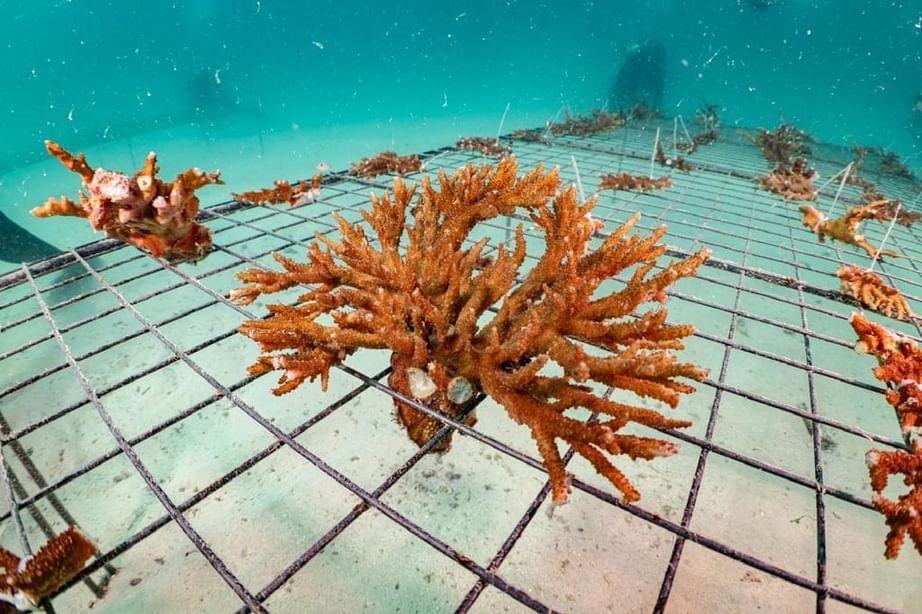 الإمارات... مبادرات رائدة لحماية الشعاب المرجانية وزيادة مساحتها