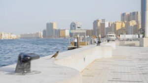 بلدية دبي تُنجز تطوير الرصيف البحري لخور دبي من جهة ديرة بتكلفة 112 مليون درهم
