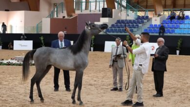 منافسات قوية في اليوم الأول لكأس الإمارات العالمي لجمال الخيل العربية بالمغرب