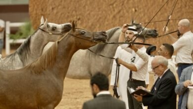 برعاية منصور بن زايد.. 171 خيلاً تشارك غداً في كأس الإمارات العالمي لجمال الخيل العربية بالمغرب