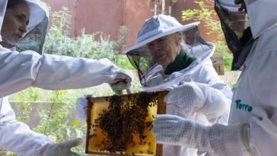 مدينة إكسبو دبي تنظّم مهرجان النحل 24 و 25 مايو