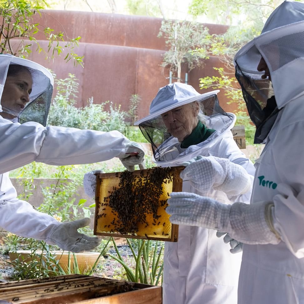 مدينة إكسبو دبي تنظّم مهرجان النحل 24 و 25 مايو