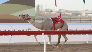 هجن الرئاسة تهيمن على تحديات الحول والزمول في اليوم التاسع من ختامي الوثبة 2025