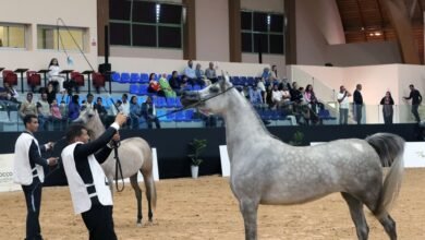 خيول "الحريسة الملكية بوزنيقة" تتألق في ختام كأس الإمارات العالمي لجمال الخيل العربية بالمغرب