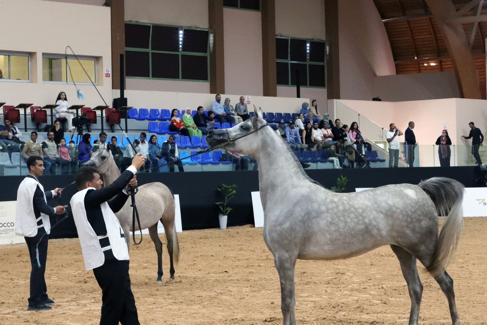 خيول "الحريسة الملكية بوزنيقة" تتألق في ختام كأس الإمارات العالمي لجمال الخيل العربية بالمغرب