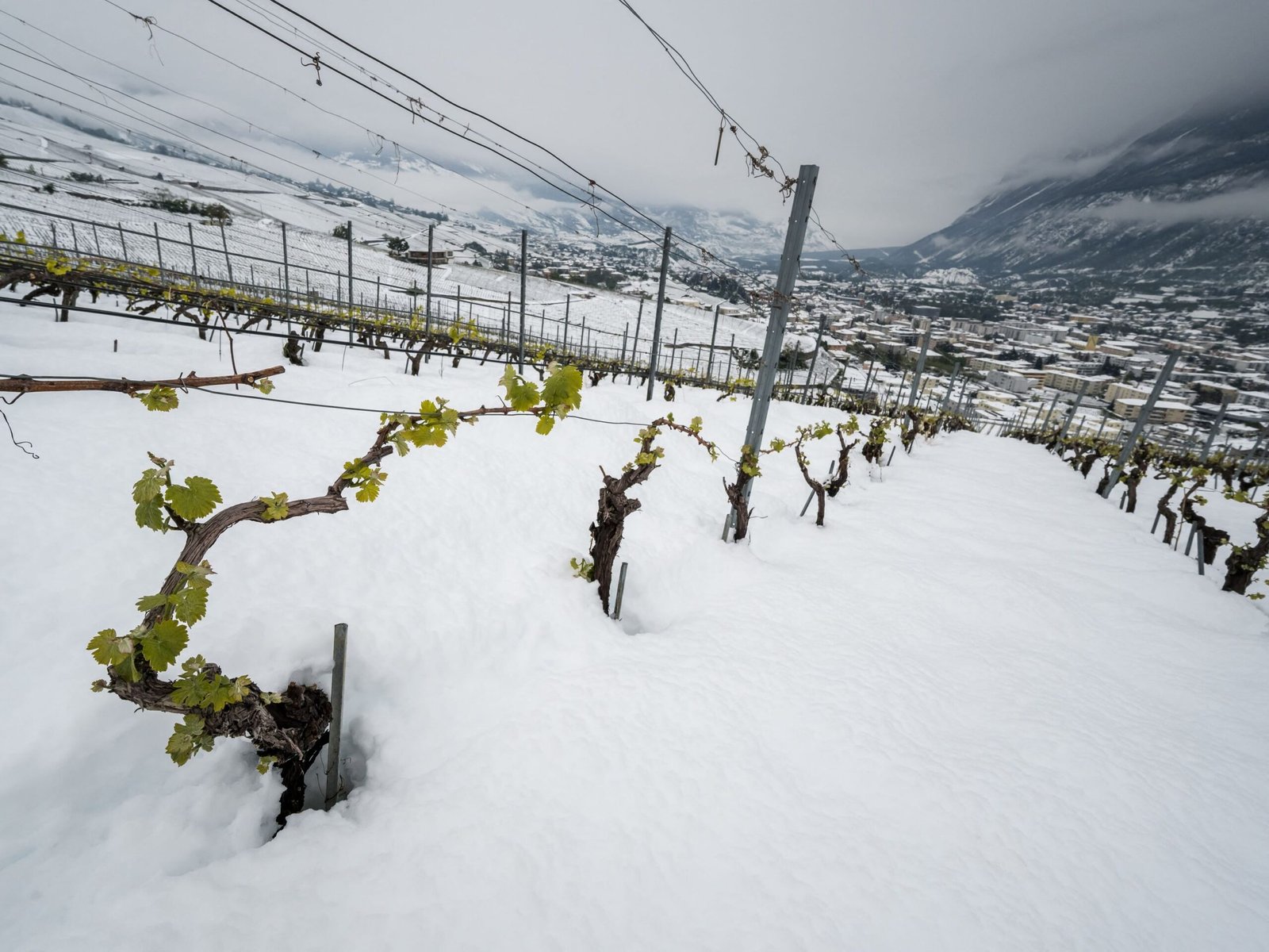 قتيلان وخمسة مصابين جراء انهيار ثلجي في جبل إيجر السويسري
