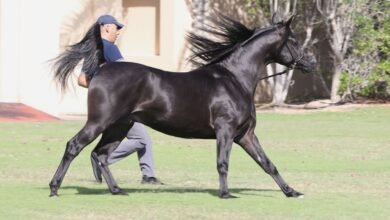 "دي كحيلان" لمربط دبي يفتتح الموسم الأوروبي بذهبية "فيسوفيو" لجمال الخيل العربية