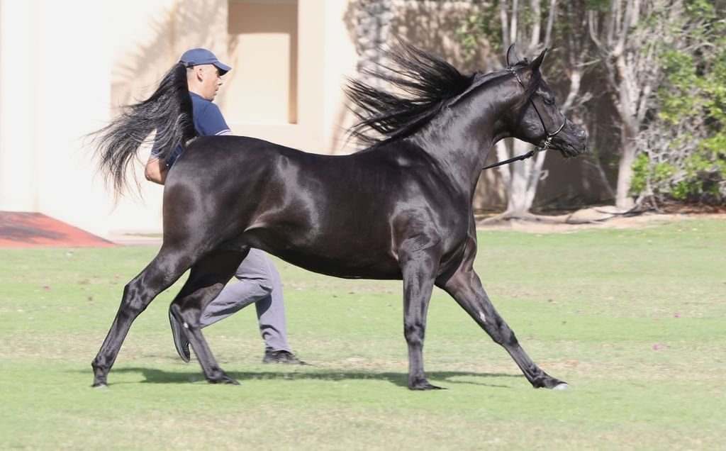 "دي كحيلان" لمربط دبي يفتتح الموسم الأوروبي بذهبية "فيسوفيو" لجمال الخيل العربية