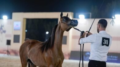 منافسات قوية في اليوم الأول لكأس الإمارات العالمي لجمال الخيل العربية بالبحرين