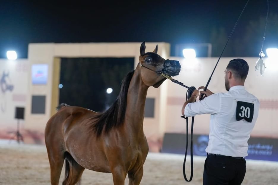 منافسات قوية في اليوم الأول لكأس الإمارات العالمي لجمال الخيل العربية بالبحرين