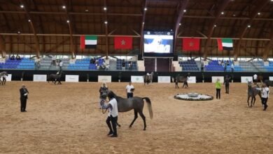 انطلاق فعاليات كأس الإمارات العالمي لجمال الخيل العربية بالمغرب