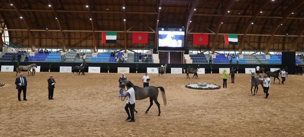 انطلاق فعاليات كأس الإمارات العالمي لجمال الخيل العربية بالمغرب