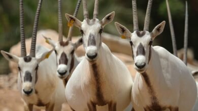 حديقة الحيوانات بالعين تحتفي باليوم العالمي للأنواع المهددة بالانقراض