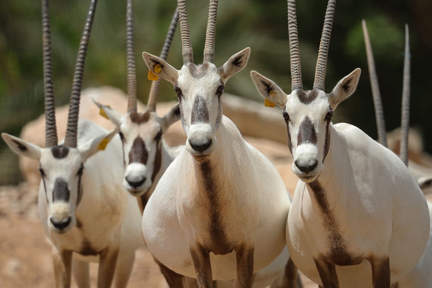 حديقة الحيوانات بالعين تحتفي باليوم العالمي للأنواع المهددة بالانقراض