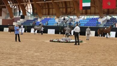 كأس الإمارات العالمي لجمال الخيل تواصل منافساتها في المغرب بمشاركة كبيرة