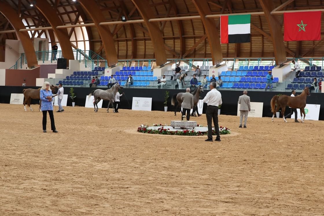 كأس الإمارات العالمي لجمال الخيل تواصل منافساتها في المغرب بمشاركة كبيرة