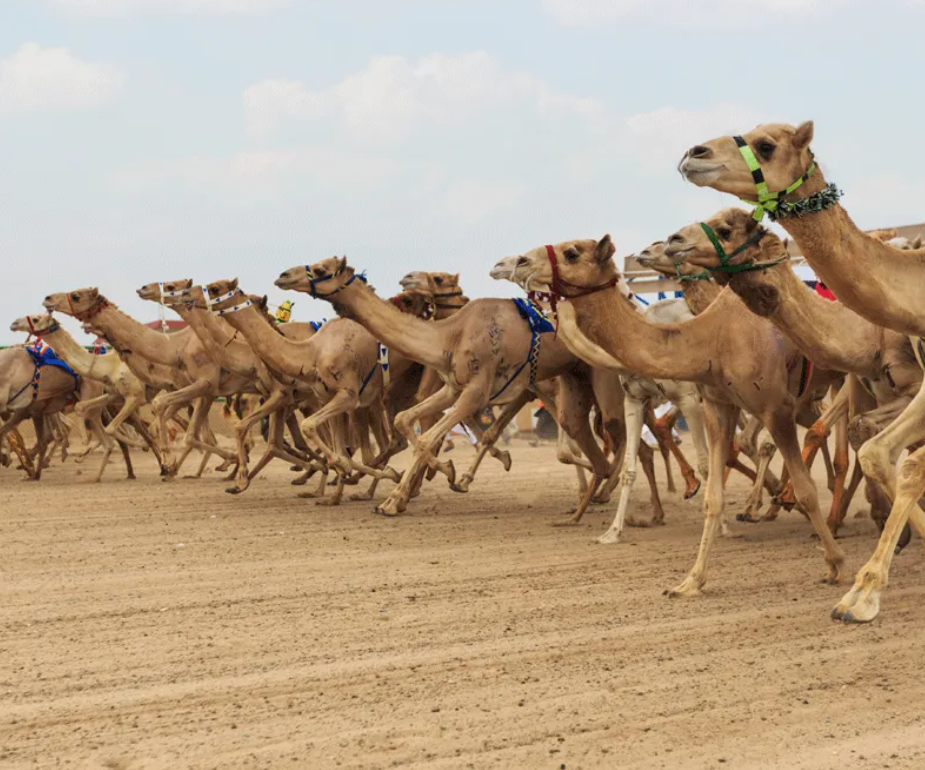 رئيس الدولة