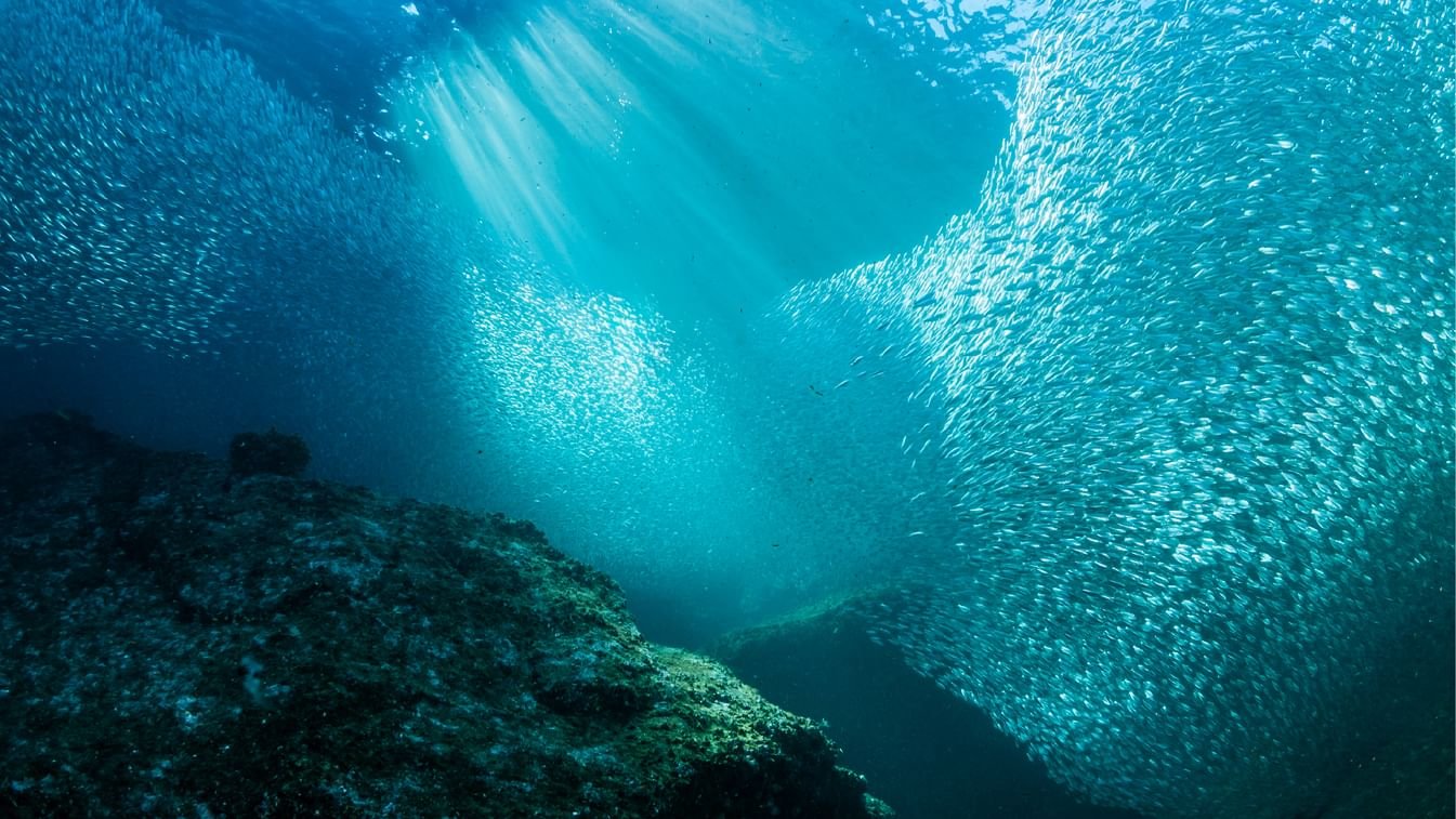 حمدان بن زايد