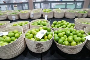 برعاية منصور بن زايد.. مهرجان ليوا للرطب بدورته الـ 21 ينطلق 14 يوليو