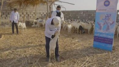 "الهلال الأحمر" تدعم مشروع الأضاحي في محافظتين يمنيتين